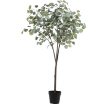 Eukalyptusträd i kruka