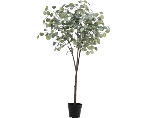 Eukalyptusträd i kruka