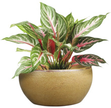 Aglaonema krukväxt i kruka