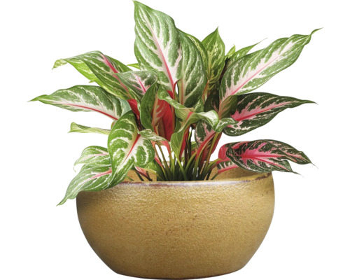Aglaonema krukväxt i kruka