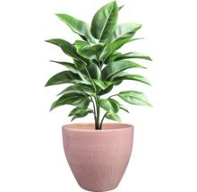 Inomhusväxt i kruka