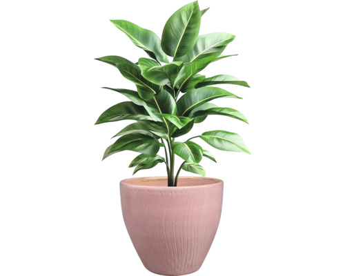 Inomhusväxt i kruka