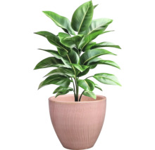 Inomhusväxt i kruka