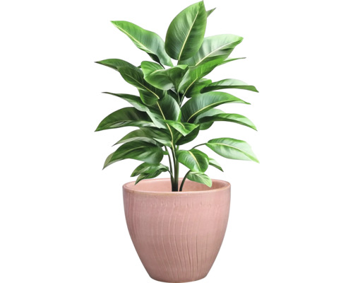 Inomhusväxt i kruka