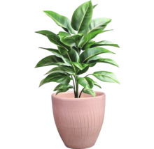 Inomhusväxt i kruka