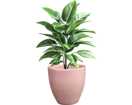 Inomhusväxt i kruka