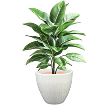 Inomhusväxt med gröna blad i en kruka