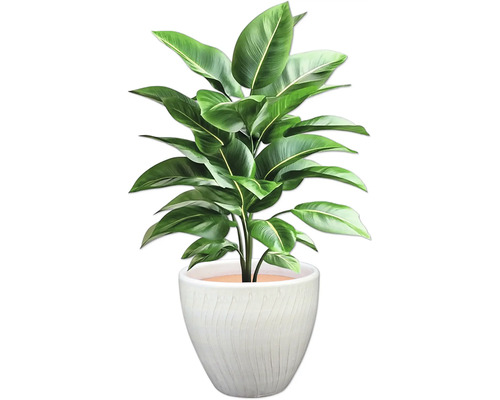 Inomhusväxt med gröna blad i en kruka