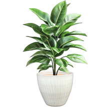 Inomhusväxt i kruka