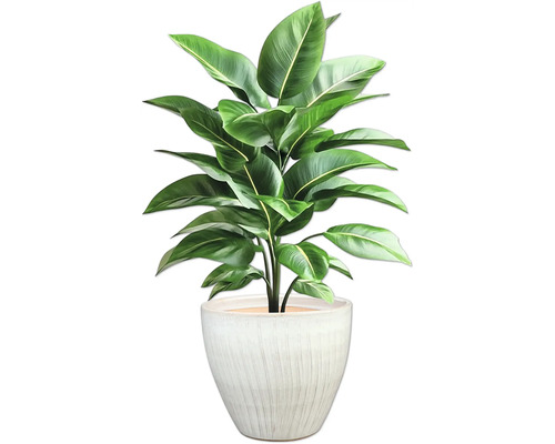 Inomhusväxt i kruka