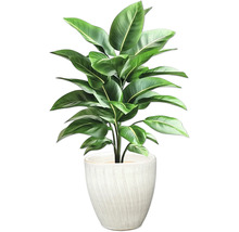 Inomhusväxt i kruka