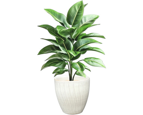 Inomhusväxt i kruka