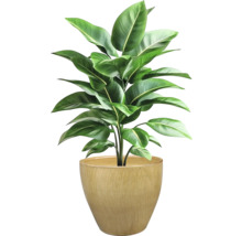 Inomhusväxt i kruka