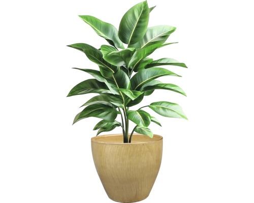 Inomhusväxt i kruka