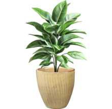 Inomhusväxt med gröna blad i en kruka