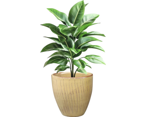 Inomhusväxt med gröna blad i en kruka