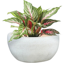 Kinesisk vass i kruka som krukväxt