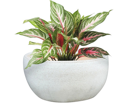 Kinesisk vass i kruka som krukväxt