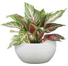 Aglaonema krukväxt i en kruka