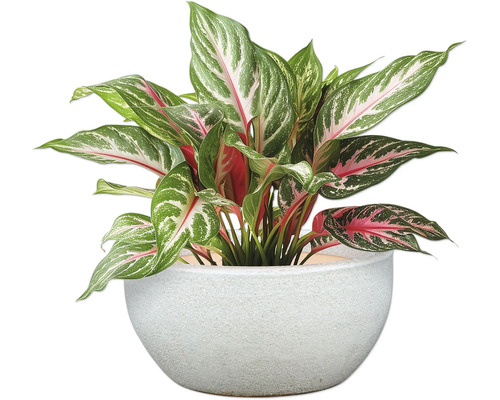 Aglaonema krukväxt i en kruka
