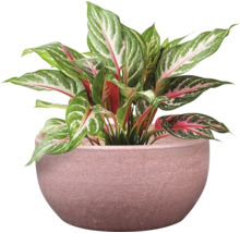 Aglaonema krukväxt i kruka