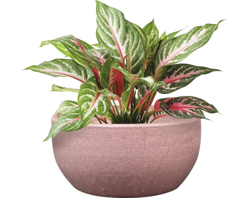 Aglaonema krukväxt i kruka