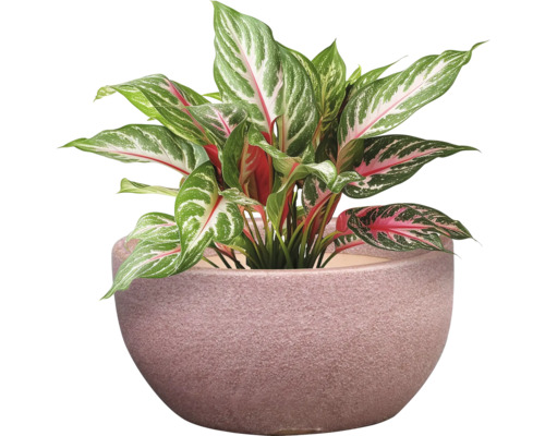 Kinesiskt vass i en blomkruka