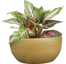 Kinesisk vass i keramikkruka som krukväxt