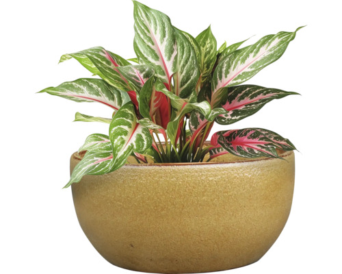 Kinesisk vass i keramikkruka som krukväxt