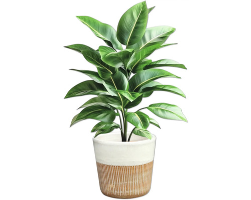 Strelitzia i kruka för inomhusbruk