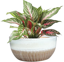 Aglaonema krukväxt i en kruka