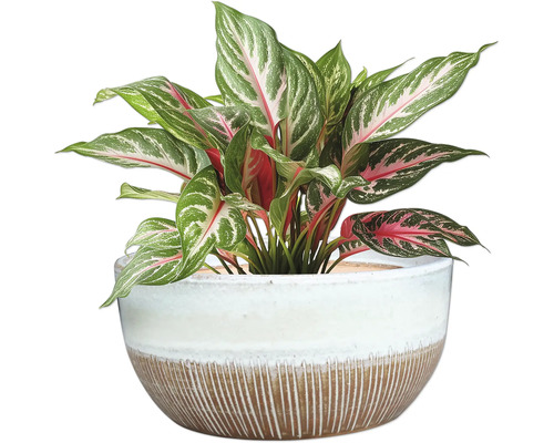 Aglaonema krukväxt i en kruka