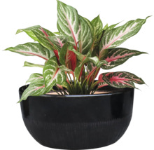 Aglaonema växt i en svart kruka