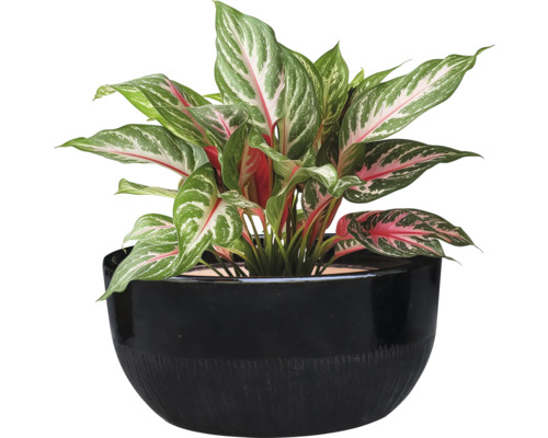 Aglaonema växt i en svart kruka