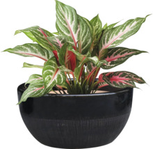 Aglaonema krukväxt i en blomkruka