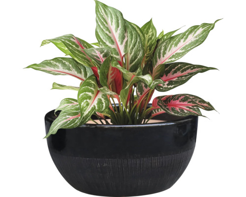 Aglaonema krukväxt i en blomkruka
