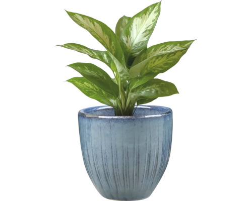 Dieffenbachia i en blomkruka