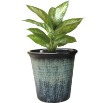 Dieffenbachia växt i kruka