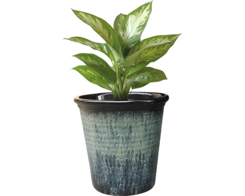 Dieffenbachia växt i kruka