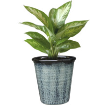Dieffenbachia krukväxt i en kruka