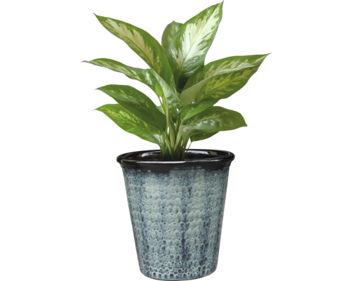 Dieffenbachia krukväxt i en kruka