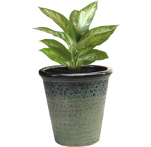 Dieffenbachia i kruka