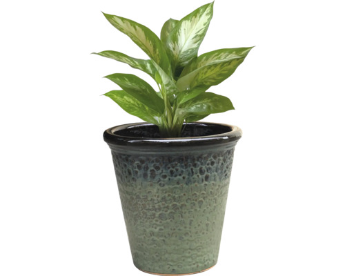 Dieffenbachia i kruka
