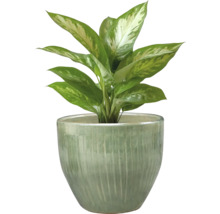 Dieffenbachia planta i kruka