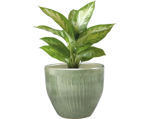 Dieffenbachia planta i kruka