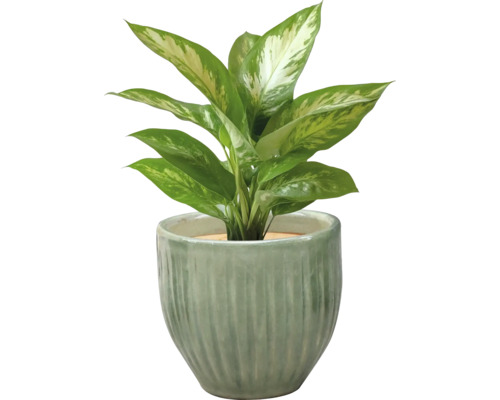 Dieffenbachia i kruka
