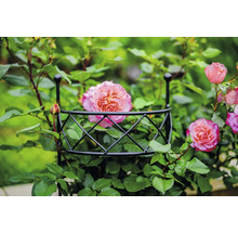 Ros som växer på ett klätterstöd.