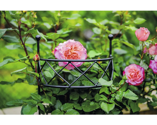 Ros som växer på ett klätterstöd.