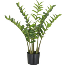 Zamioculcas krukväxt i kruka