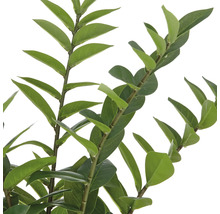 Närbild av grenar med blad